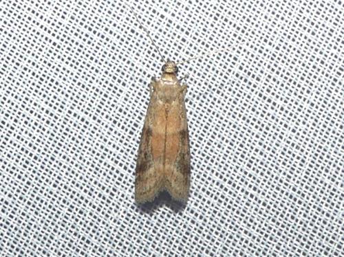 Ephestia sp.